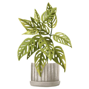 Poster Tropical Monstera monkey, adansonii.Houseplant in pot.
