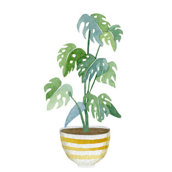 Poster Watercolor green floral house plants illustration.Hand