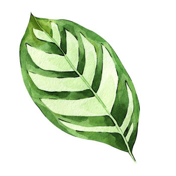 Poster Watercolor hand painted green tropical leaves,