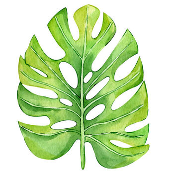 Poster Watercolor hand painted green tropical leaves,