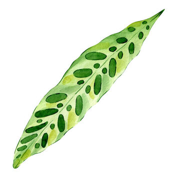 Poster Watercolor hand painted green tropical leaves,
