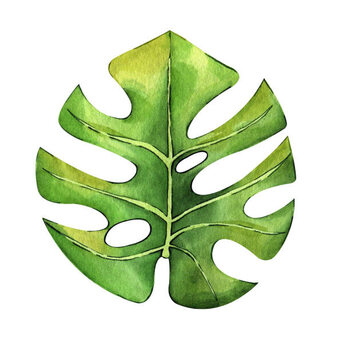Poster Watercolor hand painted green tropical leaves,