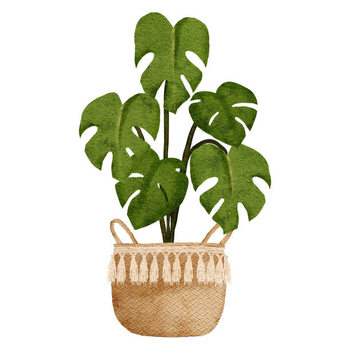 Poster watercolor home decor monstera plant with pot