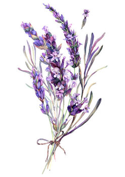 Poster Watercolor Illustration of Lavender Bouquet