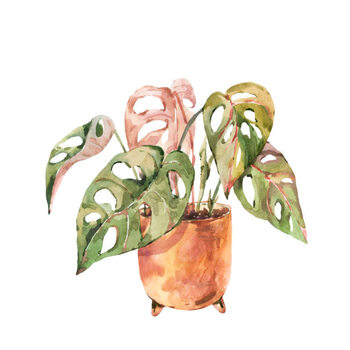 Poster Watercolor indoor plants, monstera urban jungle