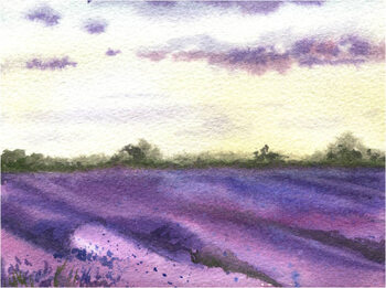Poster Watercolor lavender field, hand drawn Provencal