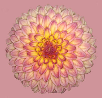 Poster Wootton phoebe