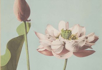 Quadro em vidro Lotus Blossom, Ogawa Kazumasa.