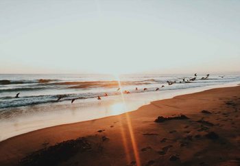 Quadro em vidro Sunset Flight