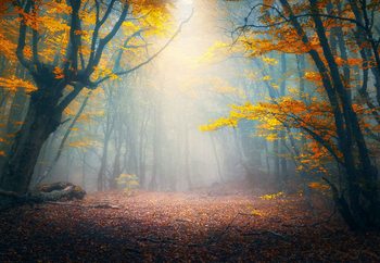 Quadro em vidro The Enchanted Forest