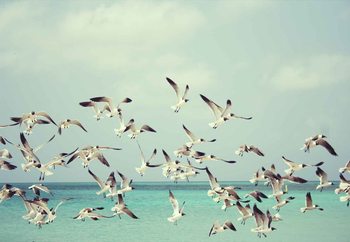 Quadro em vidro Vintage Seagulls