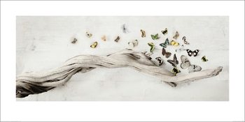 Reprodução do quadro Ian Winstanley - Drift of Butterflies