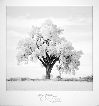 Impressão artística Oak Tree