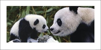 Reprodução do quadro Panda - Steve Bloom