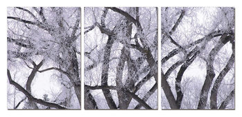 Quadro Winter tree crown