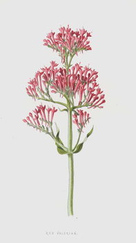 Принти на полотні Red Valerian