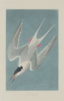 Принти на полотні Roseate Tern, 1835