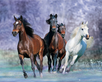 Uokvirjen plakat Running Horses - Bob Langrish
