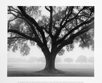 Art Print Silhouette Oak