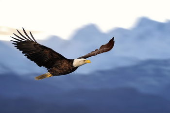 Flying Eagle Staklena slika