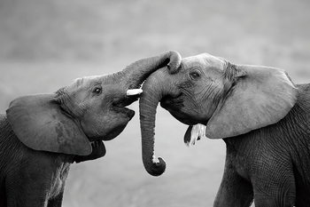 Elephant - Friends Steklena slika