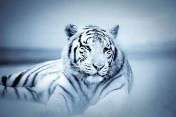 Tiger - White Tiger Steklena slika