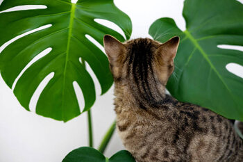 Наклейка tabby cat kitty playing with monstera
