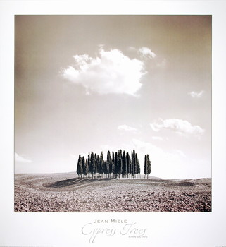 Taidejuliste Cypress Trees
