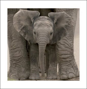 Norsut - Baby Taidejuliste