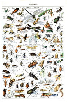 Tela Illustration of  useful Insects and insect pests c.1923