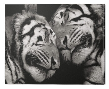 Tela Marina Cano - Sleeping Tigers