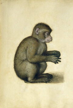 Quadro em tela A Monkey
