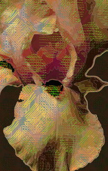 Quadro em tela Bearded  Iris