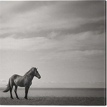 Quadro em tela Carys Jones - Contemplation