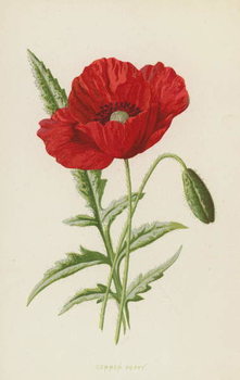 Quadro em tela Common Poppy