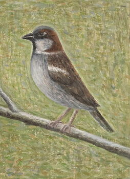 Quadro em tela House Sparrow, 2008
