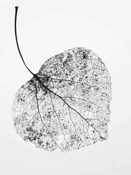 Quadro em tela leaf skeleton