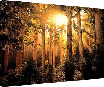 Quadro em tela Mario Moreno - Enchanted