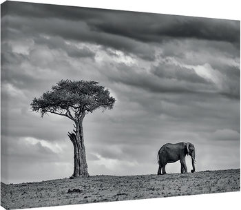 Quadro em tela Mario Moreno - Land of Giants