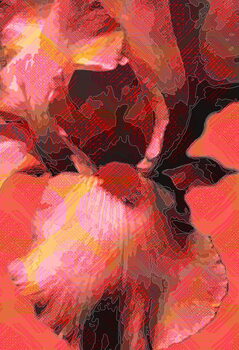 Quadro em tela Orange Iris