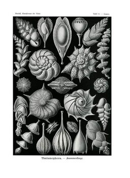 Canvas Print Thalamophora