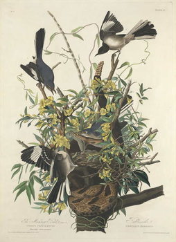 Autocolante The Mocking Bird, 1827