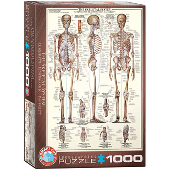 Puzzle The Skeletal System