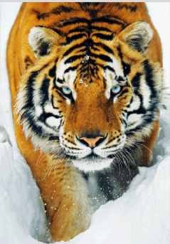 3D Αφίσα Tiger - Schnee 3D