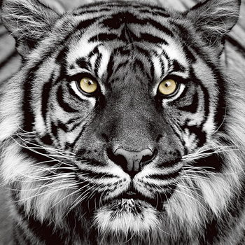 Γυάλινη τέχνη Tiger - Yellow Eyes b&w