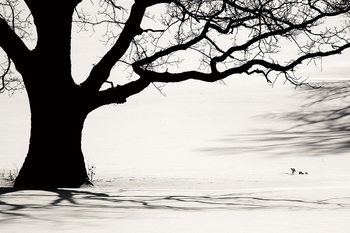 Γυάλινη τέχνη Tree - Black and White