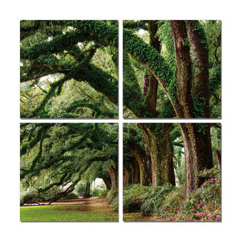 Tree Guasrdians - Path of Ancient Trees Mounted Art Print
