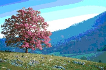 3D Αφίσα Tree hill - seasons