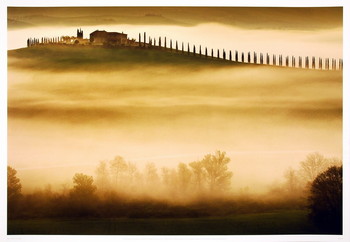 Art Print Trees in Mist II