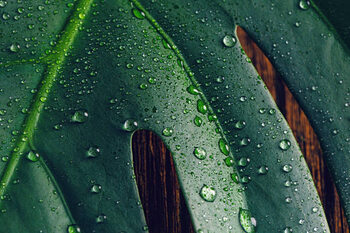 Футболка Tropical leaf Monstera